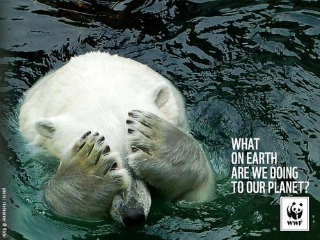 ours_campagne-publicitaire-wwf_2009